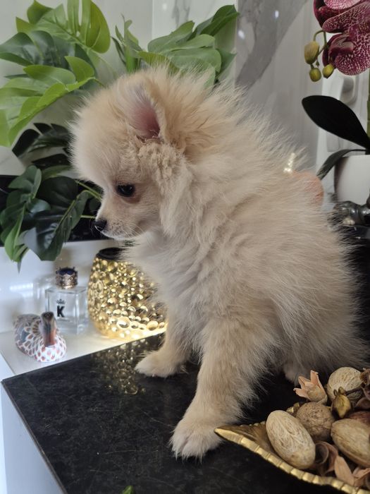 Szpic miniaturowy piesek 15