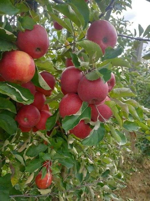 Jabłka z własnego sadu zdrowe i smaczne