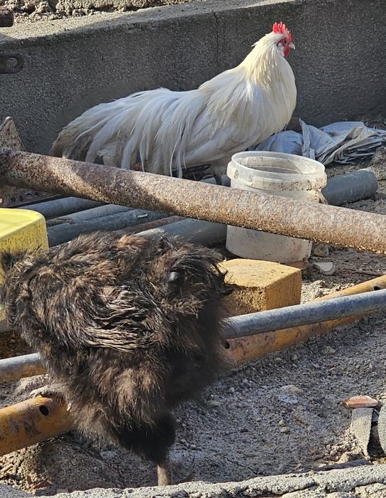 Galos Várias Raças