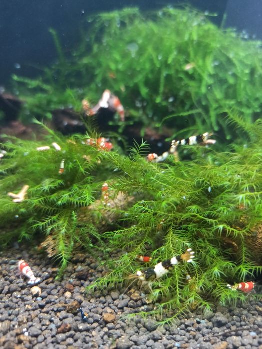 Mchy do akwarium