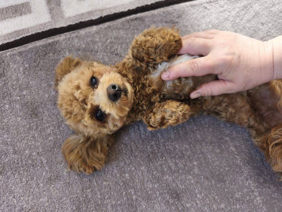 Дівчинка той пуделя 7,5 міс.