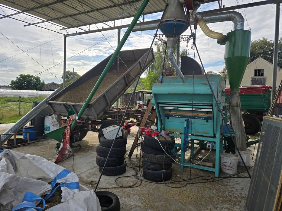 wyczyszczone i zaprawione zboże ziarno nasiona