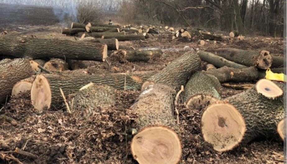дрова акація, дуб, ясен, береза, доставка без передплати, хороша ціна та якість, замовляйте для опалення будинку 32/80 см