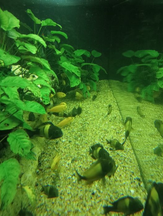 Labidochromis caeruleus yellow