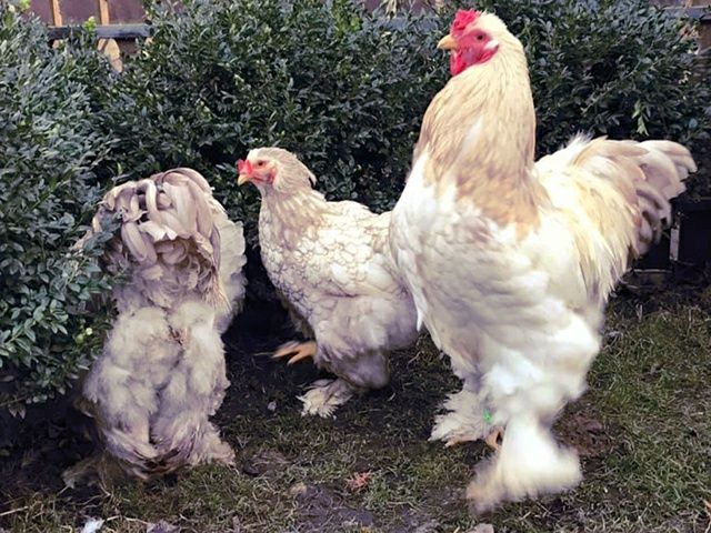 Інкубаційне яйце. Курчата, Брама блакитна, лавандова, помаранчева.