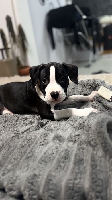 Щенки Американский Стаффорширский Терьер