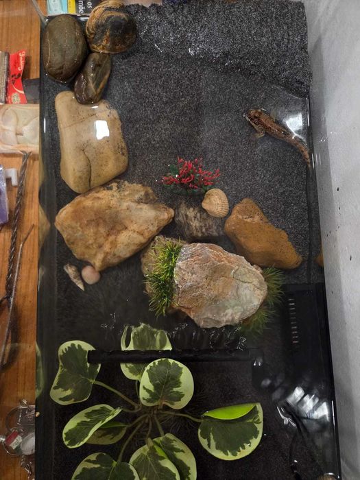 Peixe Mudskipper