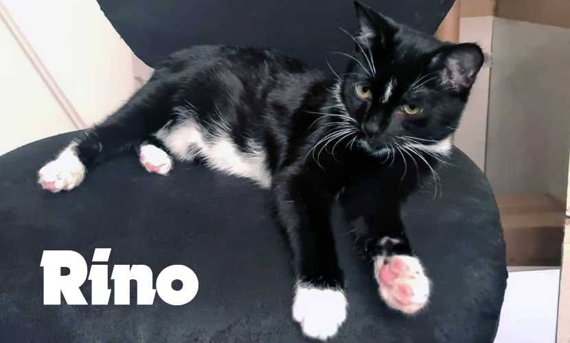 Słodki kocurek TIGER i RINO - kotki wychowane od małego z człowiekiem