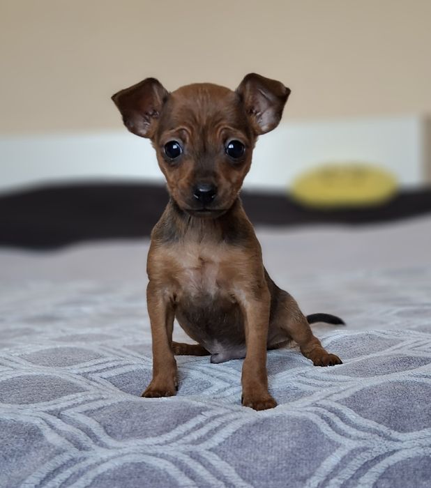 Pinczer miniaturowy xxs mini 2kg