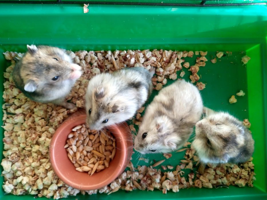 Джунгарский хомяк