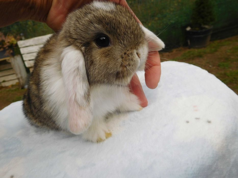 Śliczne króliczki Mini Lop