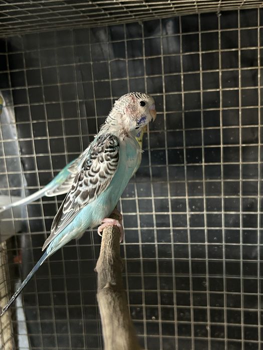 Vendo varias aves