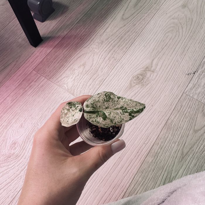 Алоказия  дітки різні сорти