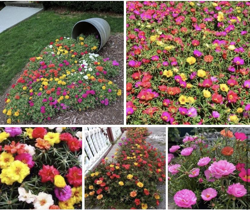 Портулак насіння квітів 1грам Це кавова ложечка