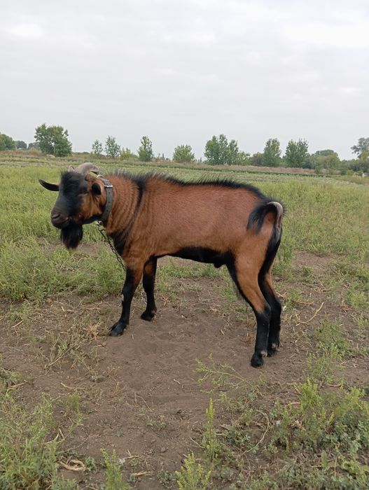 Продам  сток процентного Альпійський цап.
