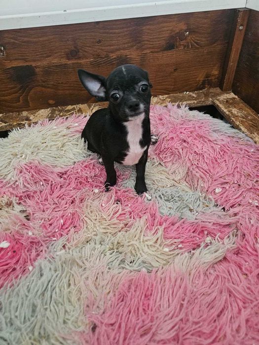 Chihuahua lindissimo
