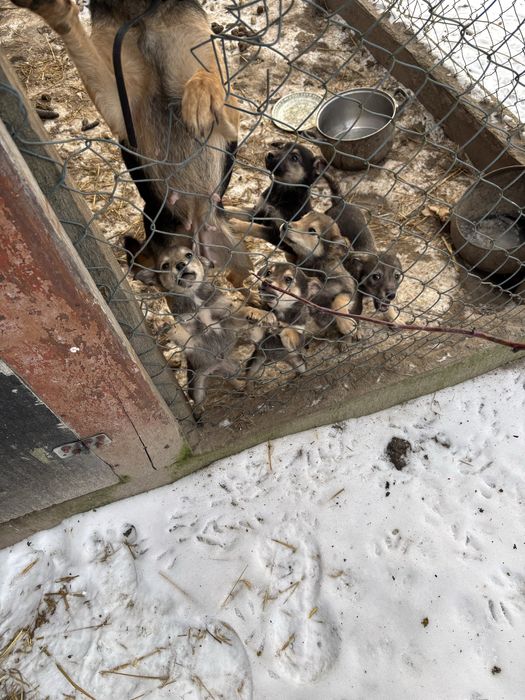 Собачки в хороші руки