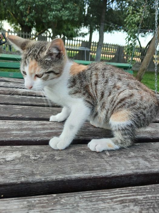 Oddam kotki w dobre rece.
