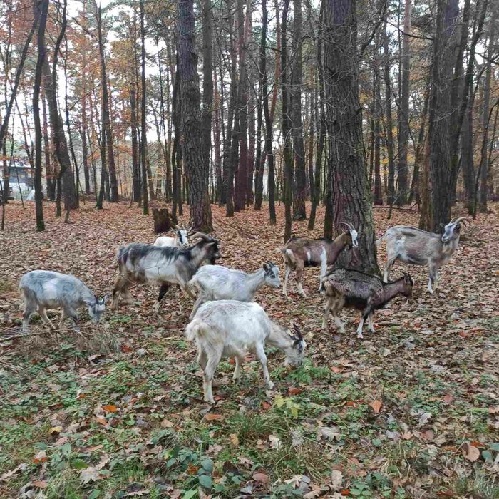 Продам кози