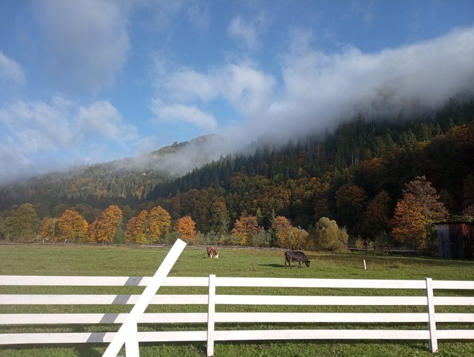 Оренда будинку в Карпатах