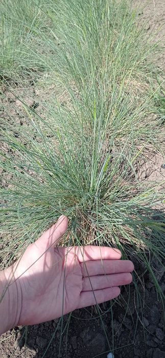 Вівсяниця сиза та жовта