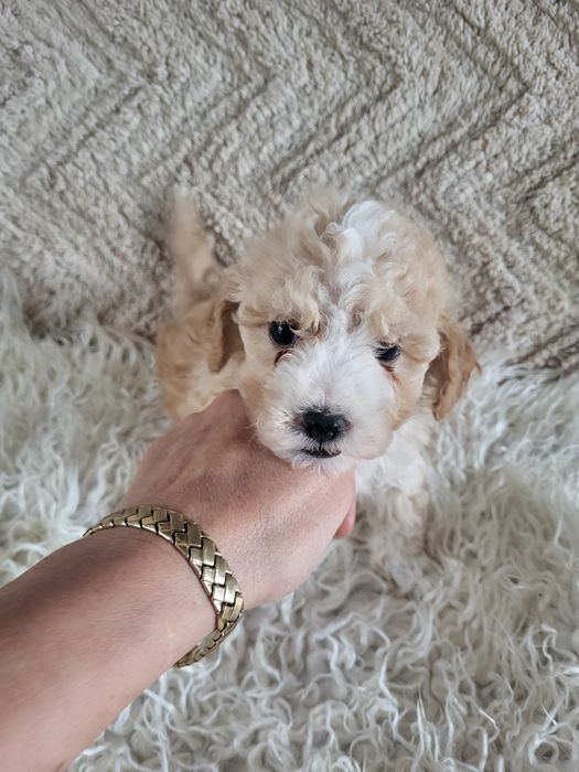 Śliczny piesek Maltipoo