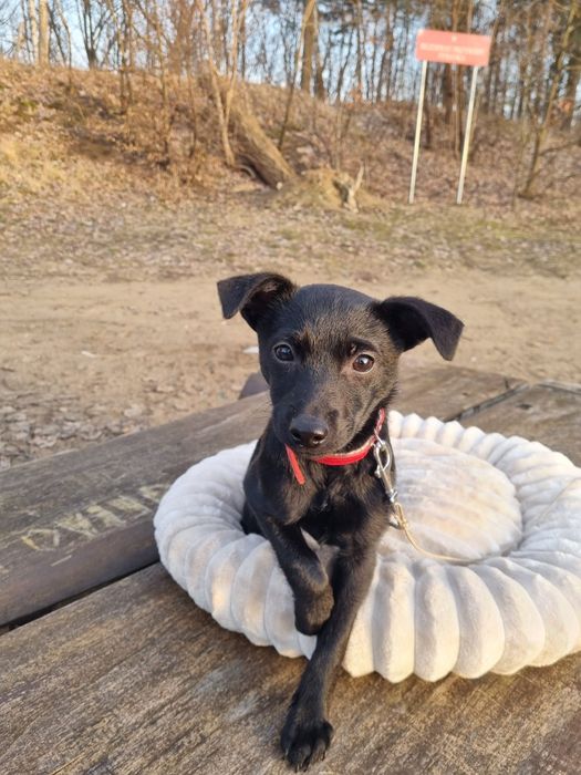 Piękny piesio szuka kochającego domu