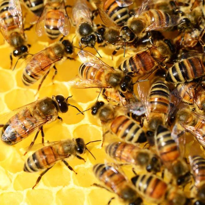 Sprzedam pszczoły, przezimowane.