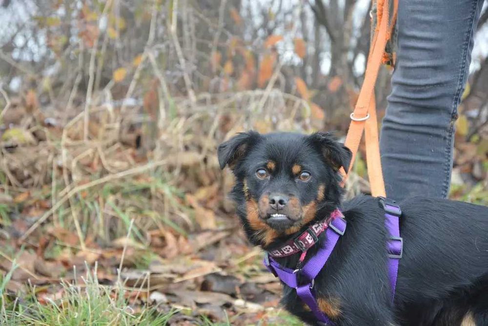 Wróżka - Zębuszka: magiczna psia dziewczynka szuka domku!