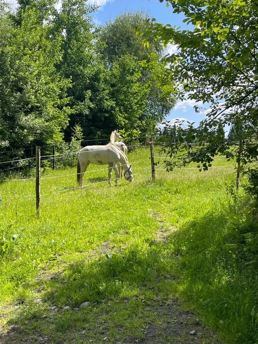 Klacz cremello niebieskie oczy PSL LUSITANO