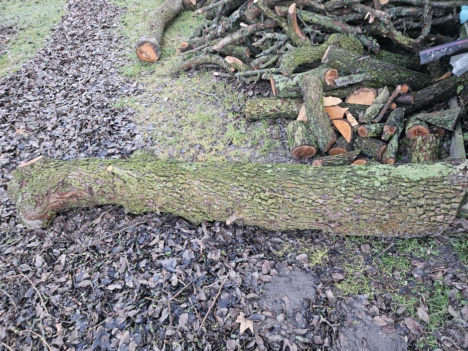 Drzewo na sprzedaż Gruszka