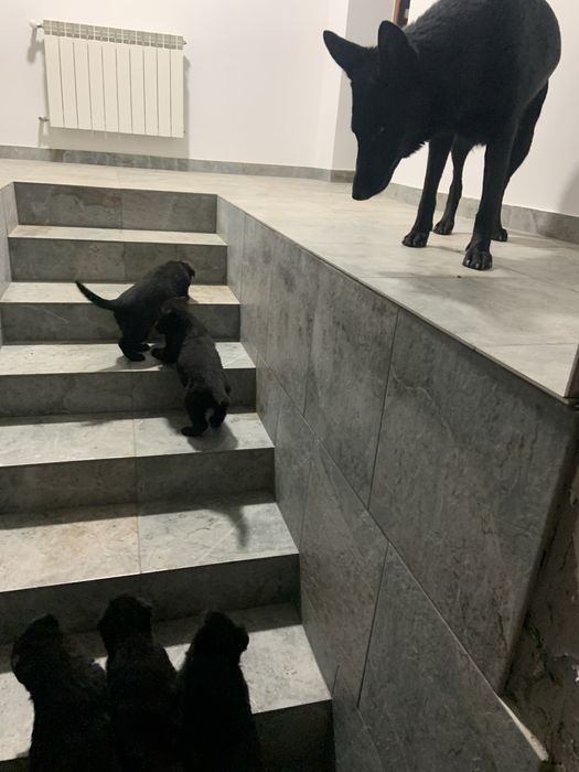 Цуценята чорної  німецької  вівчарки резерв ( бронь )