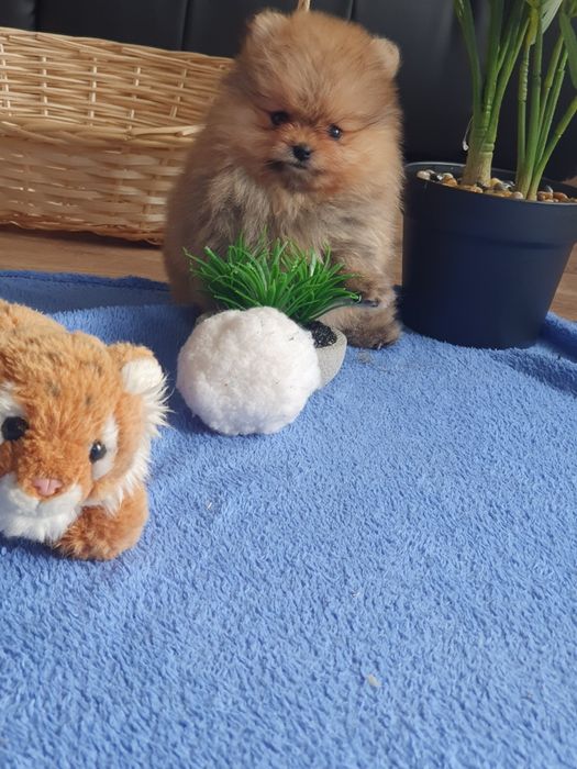 Szpic miniaturowy pomeranian/Miodowy mis