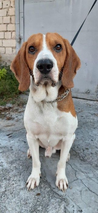 Вязка Эстонская гончая (ищем невесту)