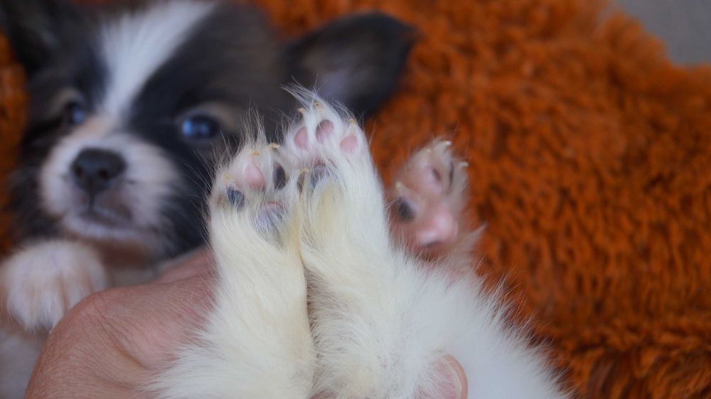 папильон малыш мальчик