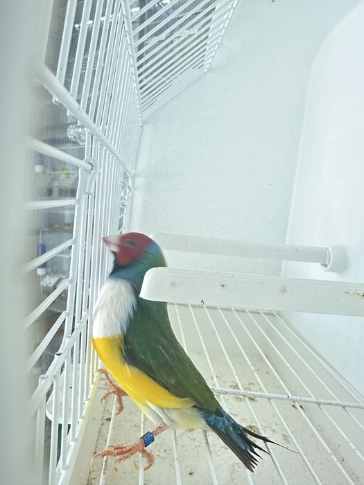 Diamantes gould