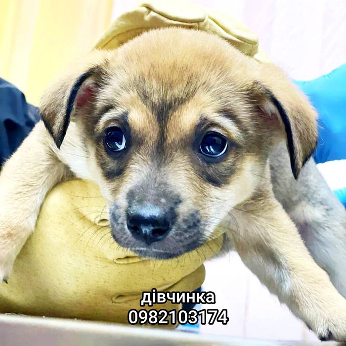 Цуценя з блакитними очима, дівчинка хаскі, 2.5 місяці