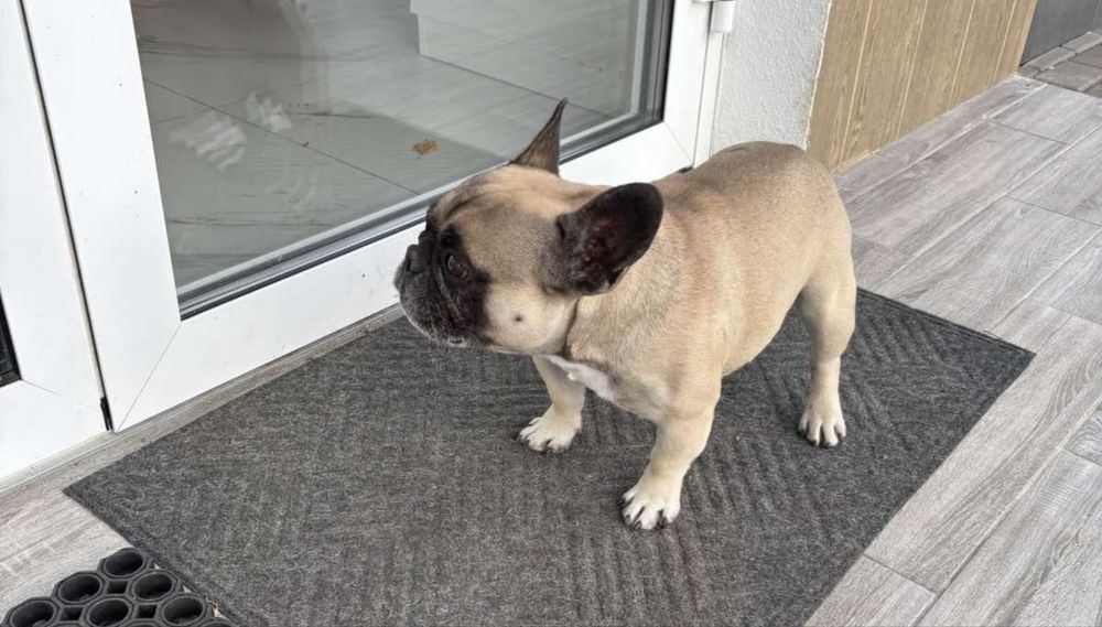 Французький бульдог хлопчик і дівчинка