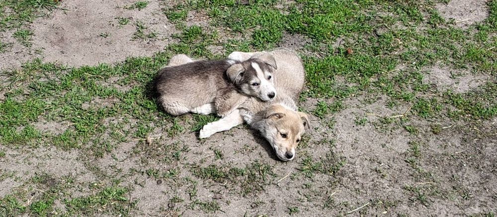 Віддаються собаченята західно сибірської лайки