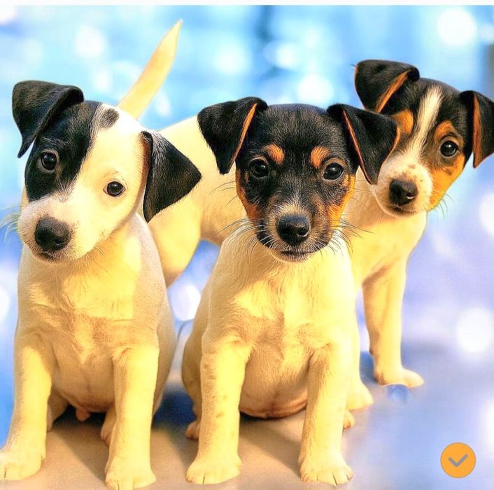 Найкращі джек- рассел!