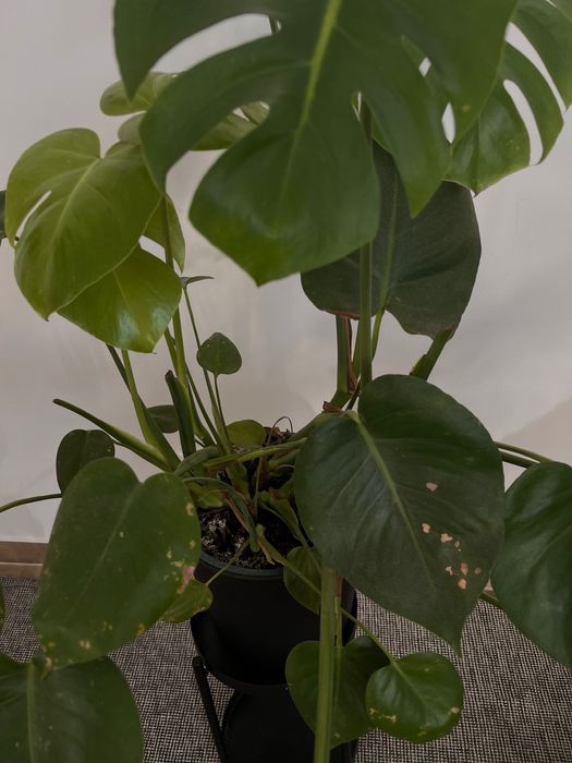 planta Monstera com um ano de idade