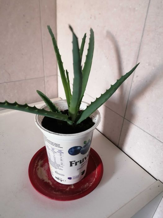 aloe vera memory foam kissen Orthopädisches Nackenstützkissen | AloeVera