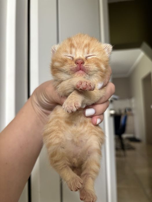Шотландські кошенята