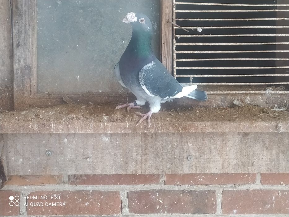 Gołębie staropolskie