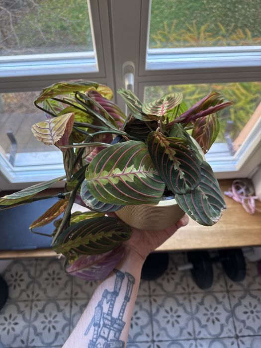 Маранта (Maranta leuconeura) — великий кущ, потребує догляду