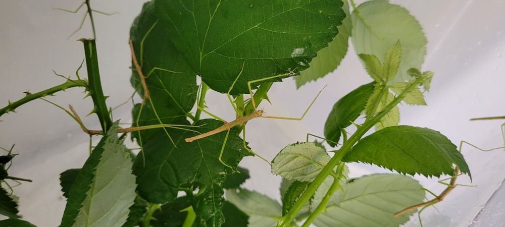Oddam Patyczaki w dobre ręce (za darmo)
