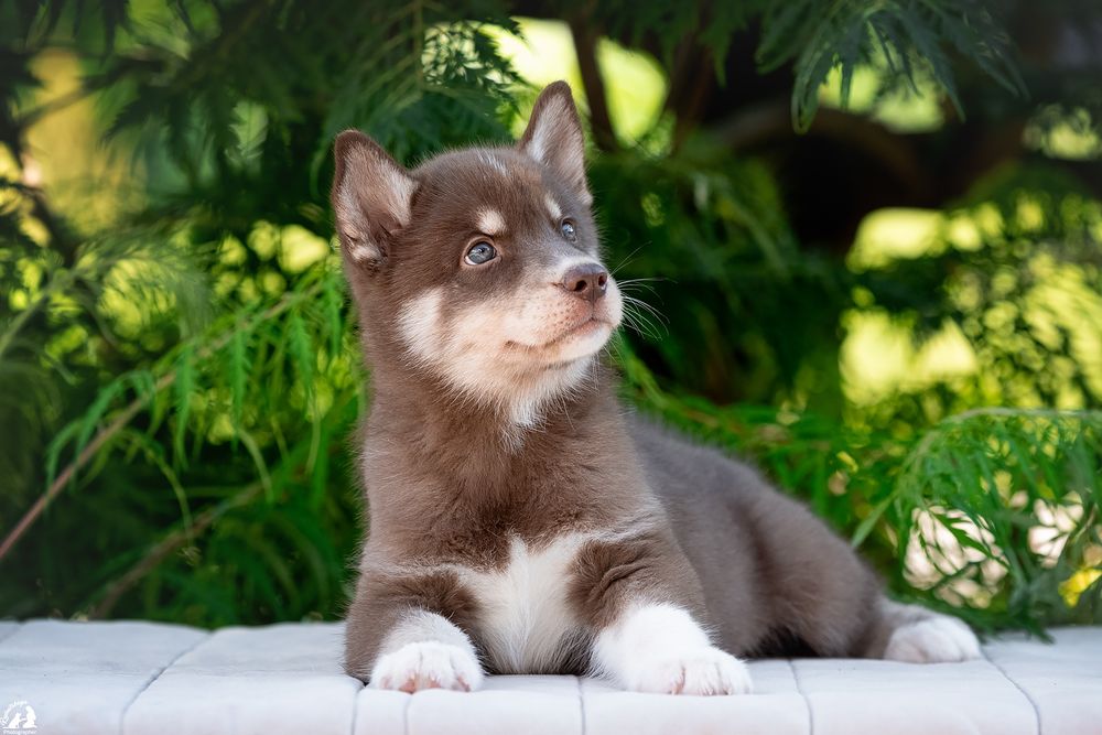 щенки хаски , мальчик