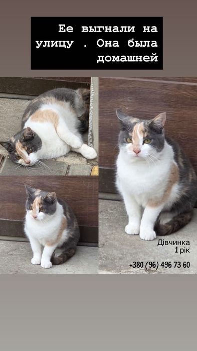 кошечку выгнали из дома на мороз