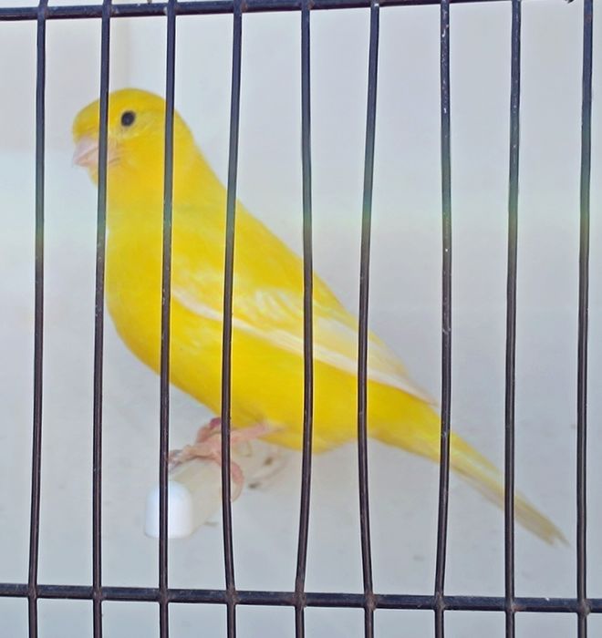 Canários de excelente qualidade para exposições a partir de 20€