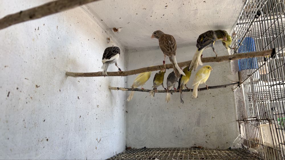 Cánarios osso do japao